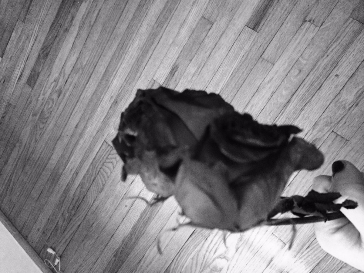 beweisbard's tweet photo. I like taking rose pictures too much 🌹🌹🌹 https://t.co/JgvQZGemB3