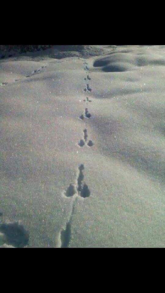 Travi5hall's tweet photo. I followed these tracks and they lead right to your moms house https://t.co/E4ICOKlUVI