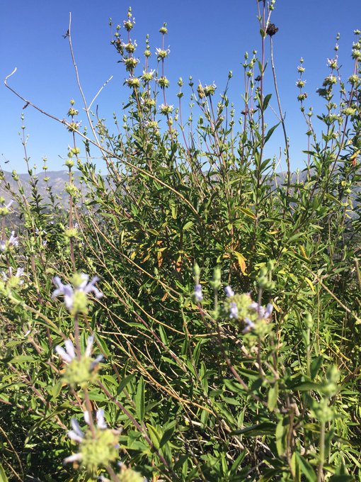 Pictures from today's hike⛰🌾🌼🙌🏾 That was a much needed 6 miles out in the sun &amp; fresh air😄 #outdoors<a href="/tag/love"class="tags"><span>#love</span></a><a href="/tag/outdoors"class="tags"><span>#outdoors</span></a><a href="/tag/freshair"class="tags"><span>#freshair</span></a>
