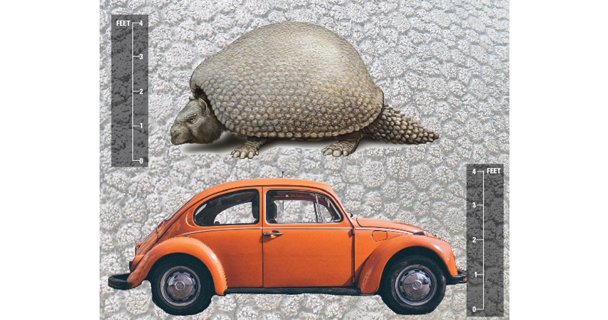 #McMaster scientists show that ancient armadillo was the size of a VW Beetle. (So, BIG!) - sot.ag/4RqD9