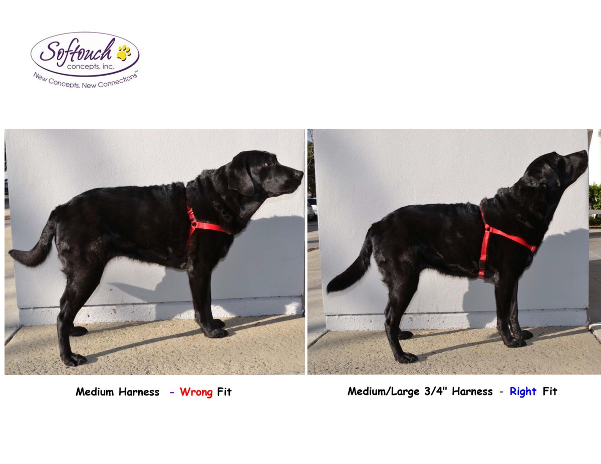 How Tight Should A Harness Be On A Dog