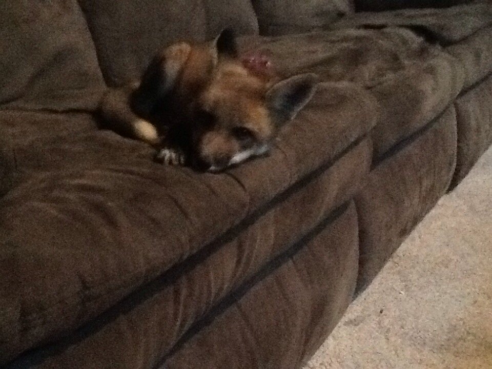 LawyerFees's tweet photo. Young Jazzy J! #TheCuriousOne #RedFox #Jazzy #BestPet https://t.co/RUBmoPOEV7