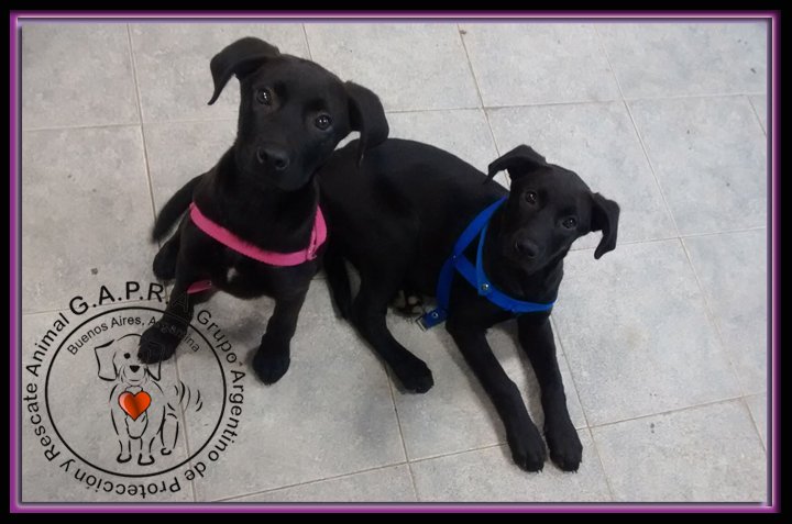 Tuvieron mucha suerte de q su paso por el refu haya sido como debe ser: corto y feliz. Adoptadisimas Steffy y Vicky!
