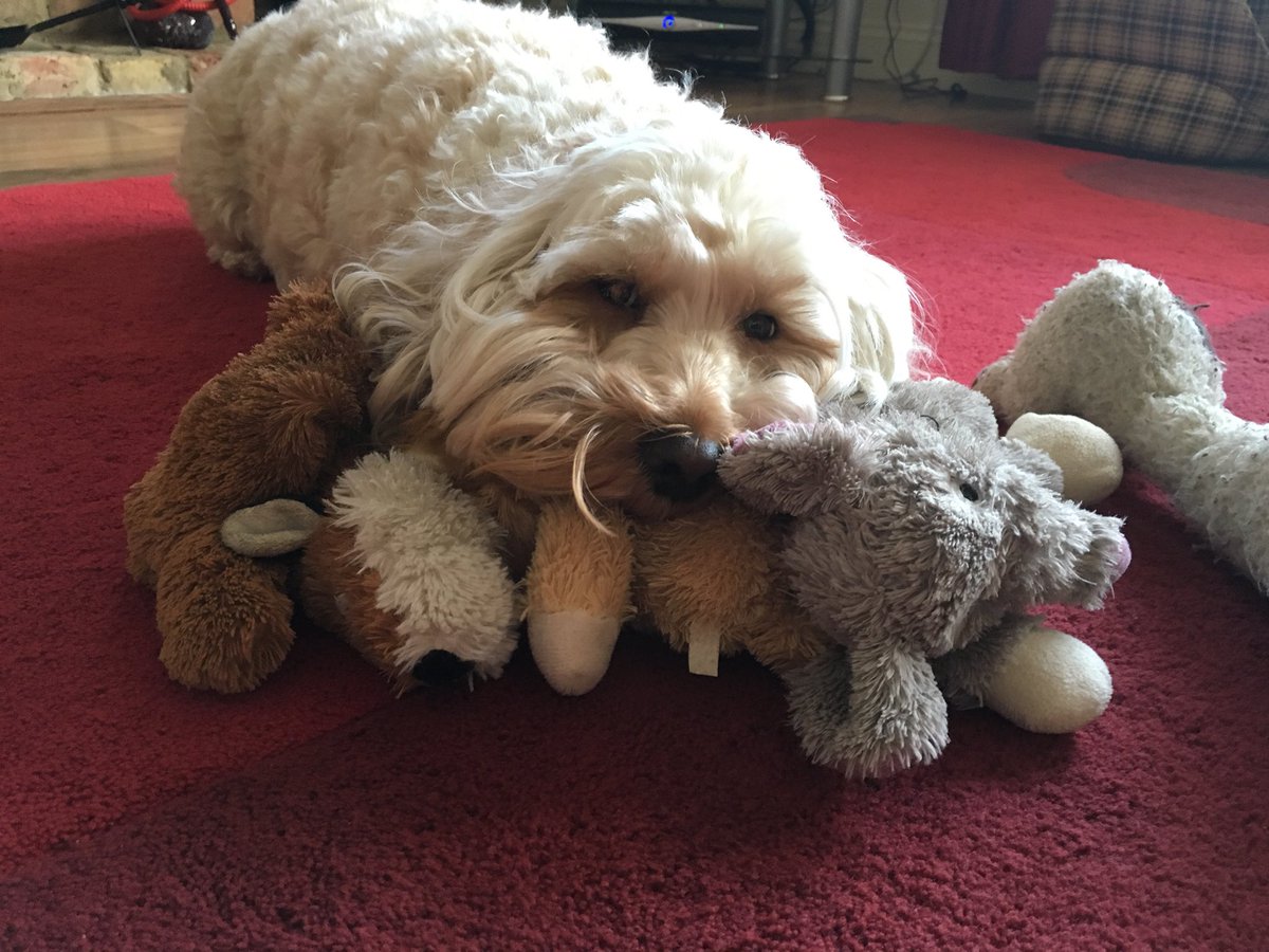 Bailey_Cockapoo's tweet image. Still cute :-)