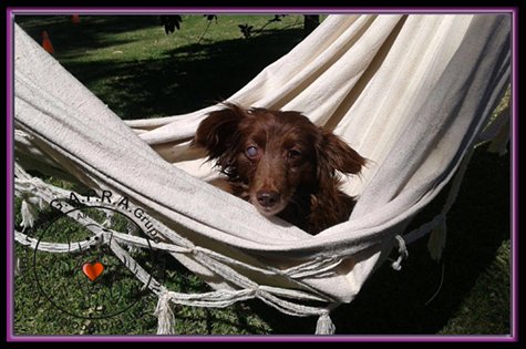 De un cantero bajo la lluvia a la mejor de las vidas rodeada del amor de una familia…Adoptadiiiisima Mona Lisa!!!!!