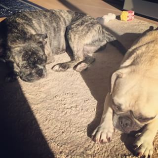 Frenchie_Cute's tweet photo. gmโป
ใพใใถใใใใชใใ
#pug #frepug #frenchbulldog #instadog #dogstagram #ใฝใซใใ https://t.co/e5IqMihn9G https://t.co/WEs3sExgEB