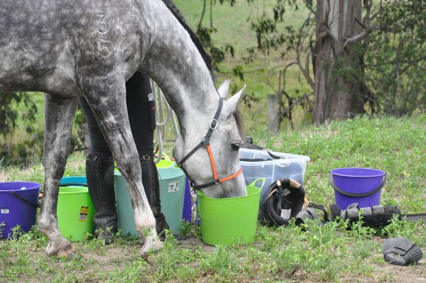 rickst912's tweet image. RT  Use of supplements in dressage and eventing horses #healthyliving,#bodyfuel,#energyboo…