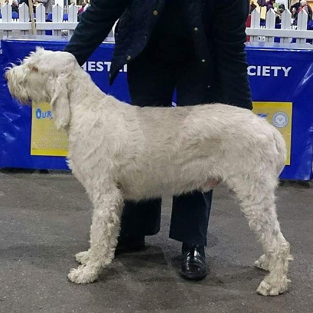 UprightCanineBr's tweet photo. Wishing MegaE Stewie good luck at the upcoming #cruftsdogshow π#megaecantstopme #uk #Crufts2016 @TheGoodDogGuide https://t.co/Pb1ISMlxlh