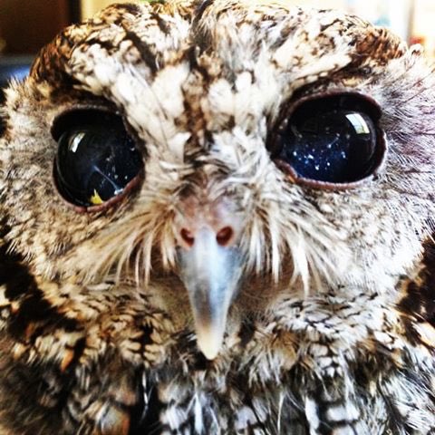 LowKeyLedge's tweet photo. Zeus, the blind owl with galaxies in his eyes. https://t.co/0bhB49vZI2