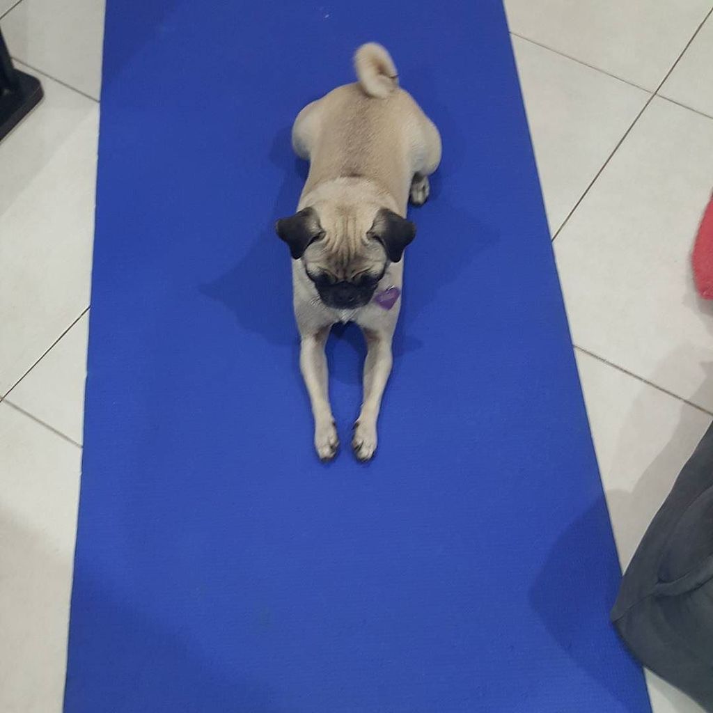 Puglee_Pug's tweet photo. Yoga para perros! 🐶🐕 #bimba #yoga #pug #pugs #pet #perrou #perro #instapug #instapet #lovelypug #mipug #miperro #mi… https://t.co/8hNR4MVd8U