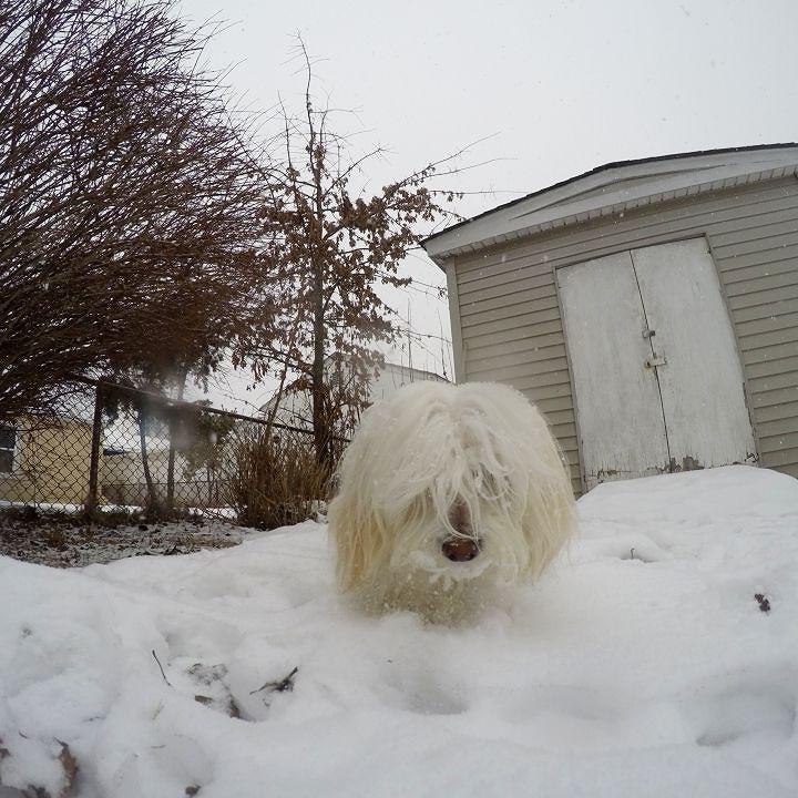 Tin_C_Astro's tweet photo. I love the snow #fun #time2gopro #goproparadise #goodvibes #skullsofinstagram #gopronation #maltese #petsofinstagra… https://t.co/CFQWfmJ2lG