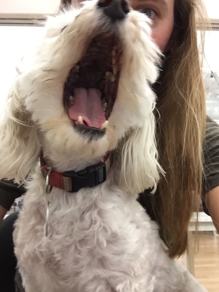 Newest member of the <a href="/figmadesign/">figmadesign</a> team. Come join us! figma.com/careers