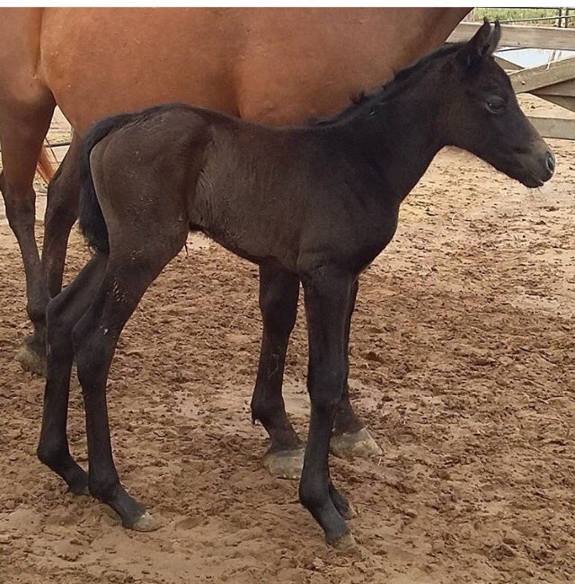 LADOLFINA111's tweet photo. Bruma/chimento @ACambiasoOK https://t.co/9gjwF2IGIC
