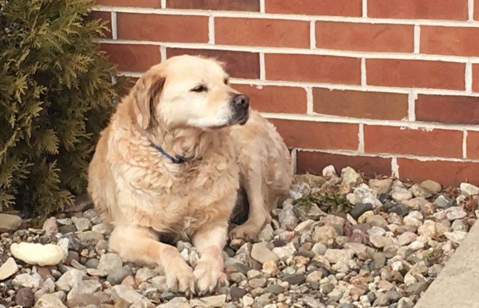 funygirll's tweet photo. RT @dodo: Dog waits patiently for his owners who are never coming back. https://t.co/OhsgCNaNaM https://t.co/am4NasFXuZ