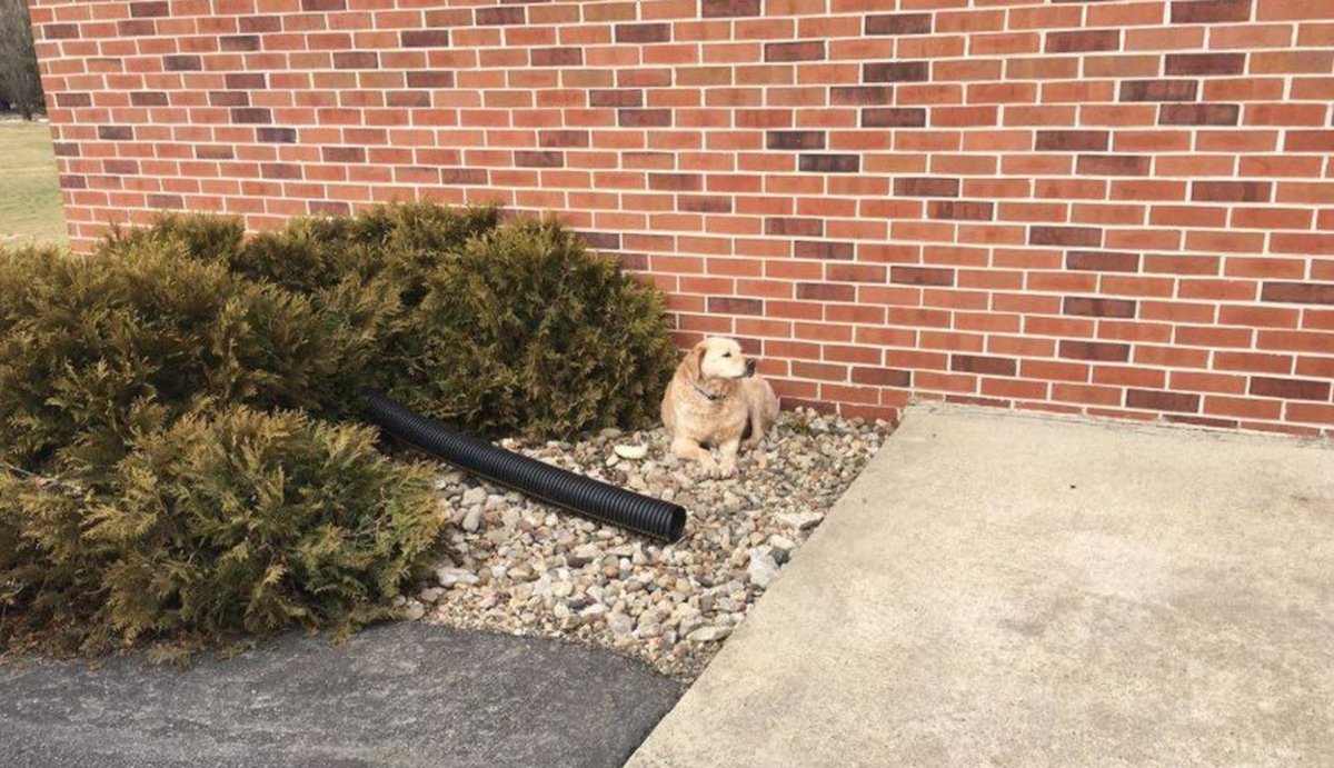 funygirll's tweet photo. RT @dodo: Dog waits patiently for his owners who are never coming back. https://t.co/OhsgCNaNaM https://t.co/am4NasFXuZ