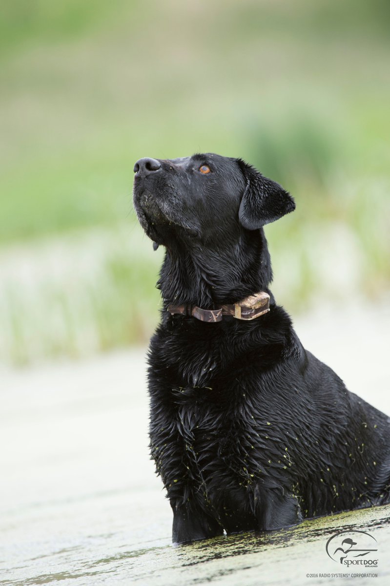 SportDOG Brand tweet media