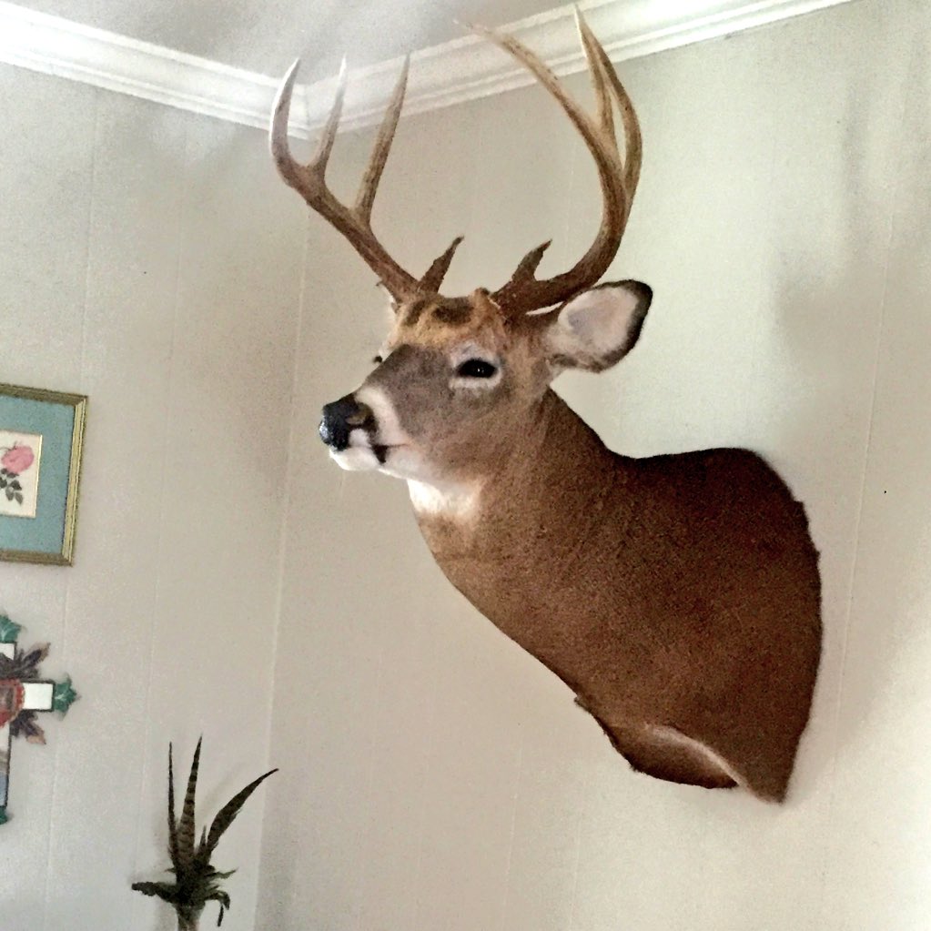 lawofharvest's tweet photo. @MeatEaterTV #topshelf #tnwhitetails #sticksandstrings https://t.co/fwcsGtskYA