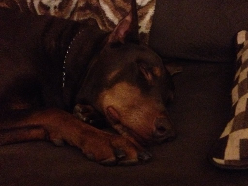 KLeeBoleyn's tweet photo. King 🐝💕🐕 https://t.co/tO1IooeNTc