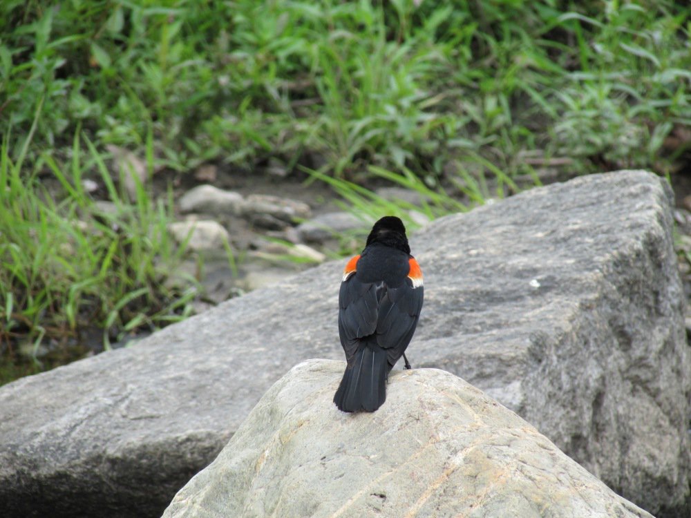millriverpark's tweet photo. Bird of the day! Red-winged Blackbird #millriverpark #birdsofmillriver #birding #Stamford #nature https://t.co/n82pDC3S2f