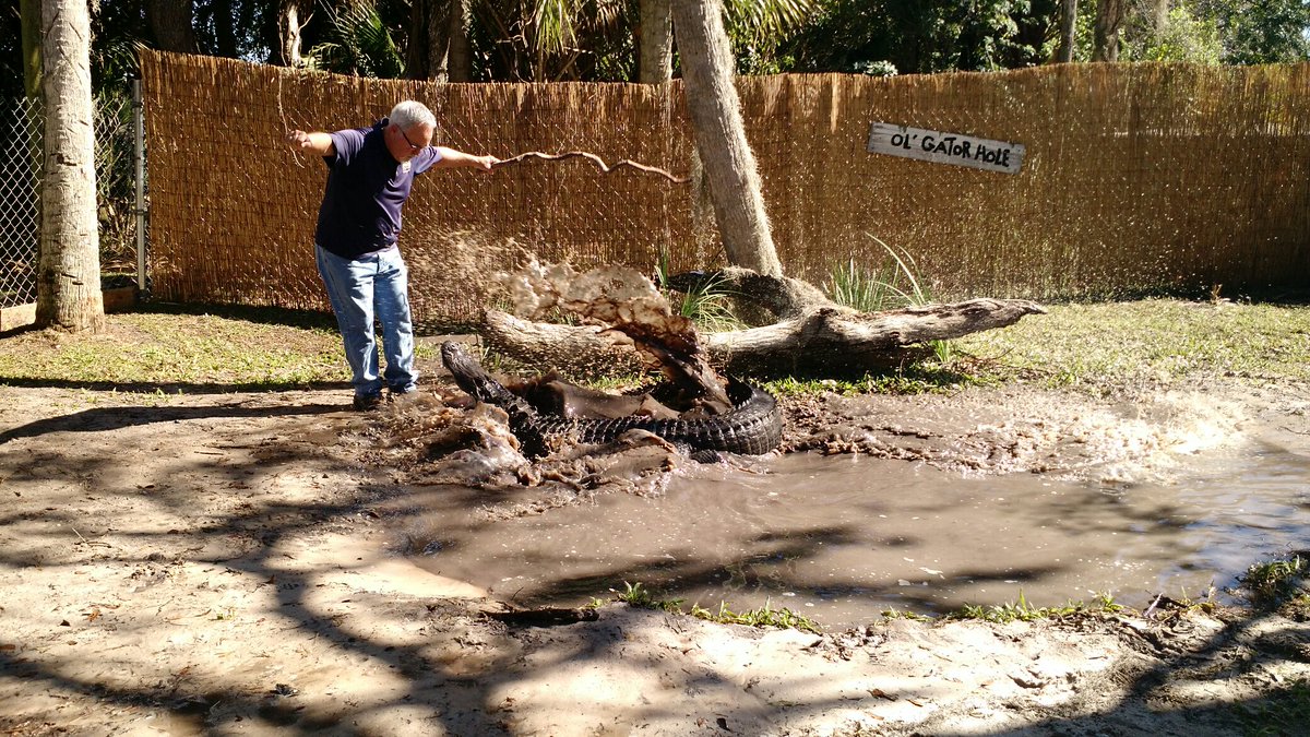 TheGatorama's tweet photo. Fast Hands or No Hands, indeed! https://t.co/S2kuh6srVt