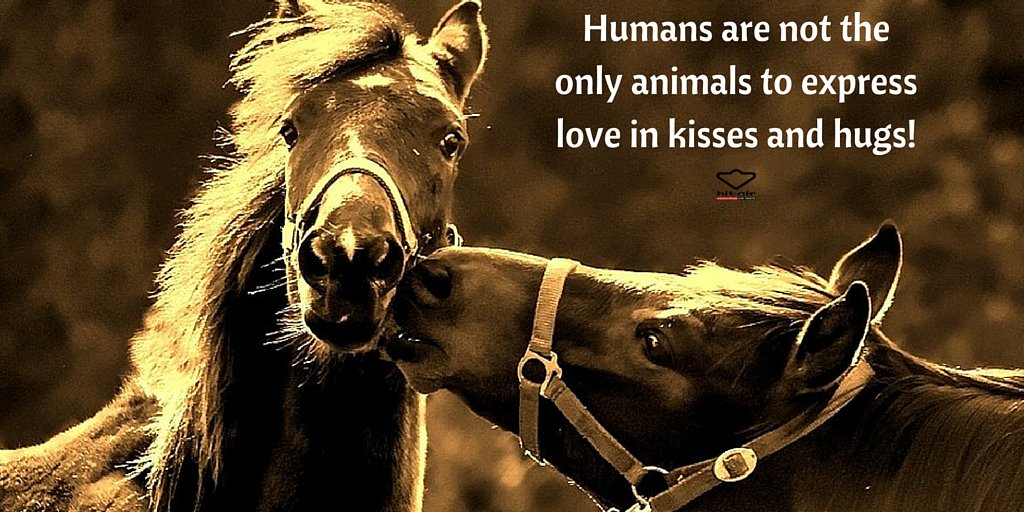 Do your horses love a kiss too?