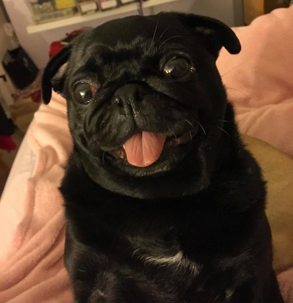 Puglee_Pug's tweet photo. Yehey it's Friday! TGIF! ~Mimi ❤️😍😘😀😄 #mimithepug #pug #pugs #puglife #puglove #pugnation #pugstagram #pugsofinstag… https://t.co/Zb00TlB32o