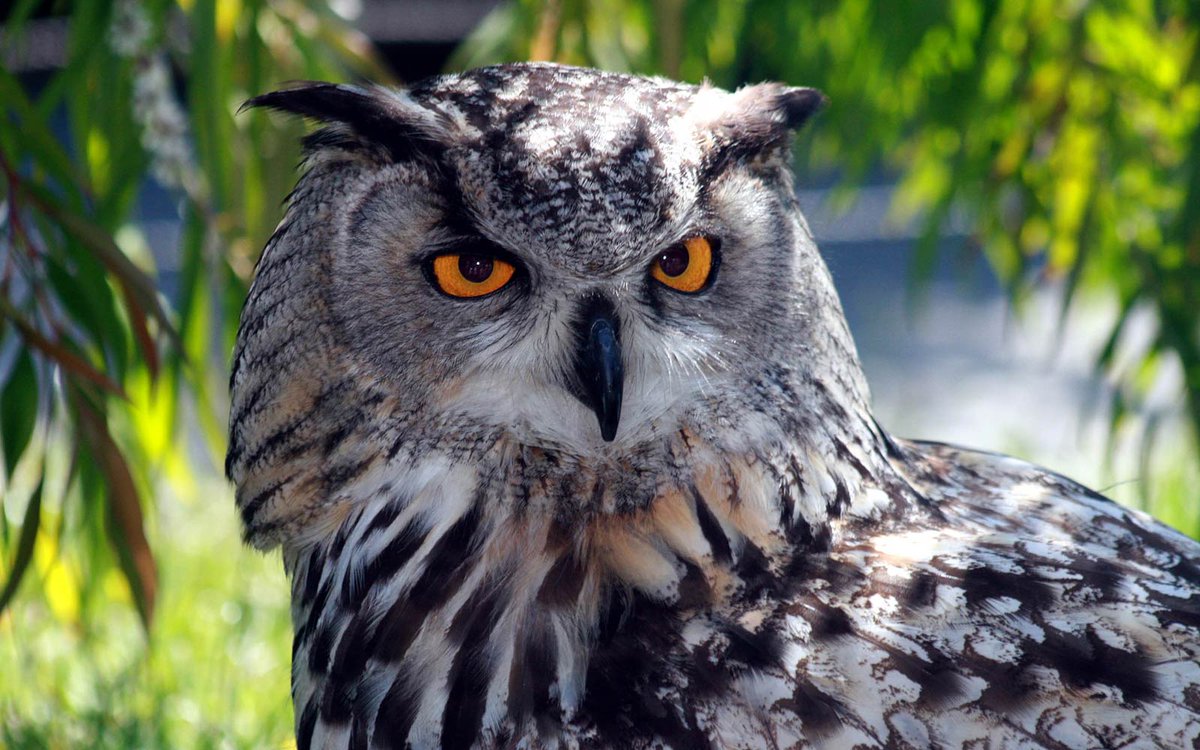 Owlslists's tweet photo. Breaking New Grounds now on OwlsLists https://t.co/6240VynwJp https://t.co/qTCiGxCzyF