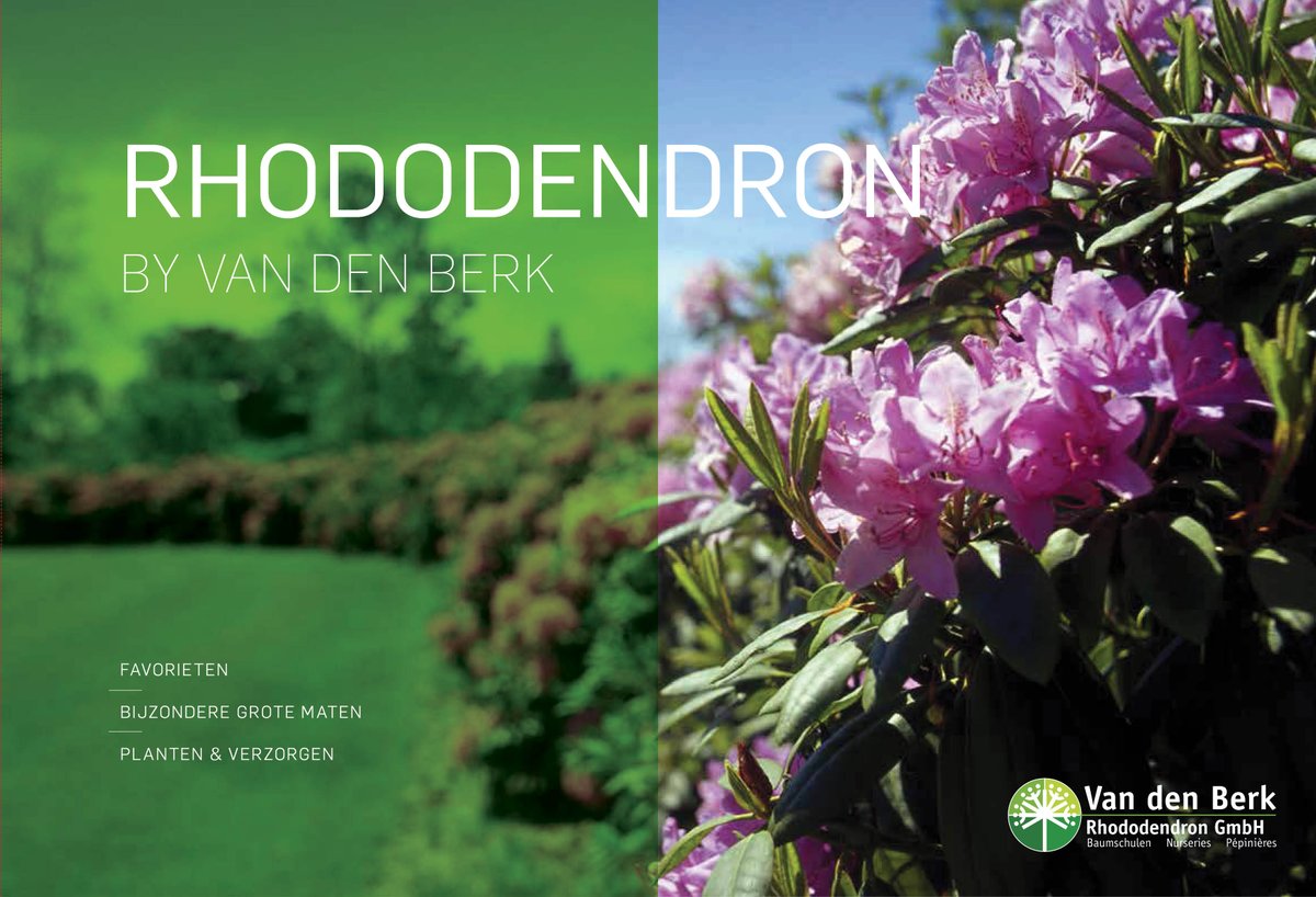 Wintergroen en prachtige bloei in het voorjaar? Rhododendrons kennen vele mogelijkheden. bit.ly/1QJFwZr