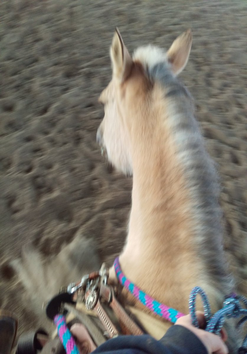 WhataTuffShame's tweet photo. Went completely bridleless! #reining #freestylereining @AQHA @nrha ready for #quarterhorsecongress https://t.co/v8gi9og9id