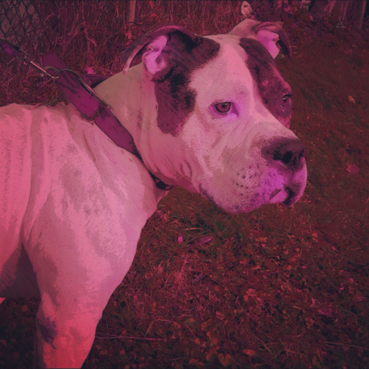 chicity1979's tweet photo. #americanbulldog https://t.co/NVBC3rItSU