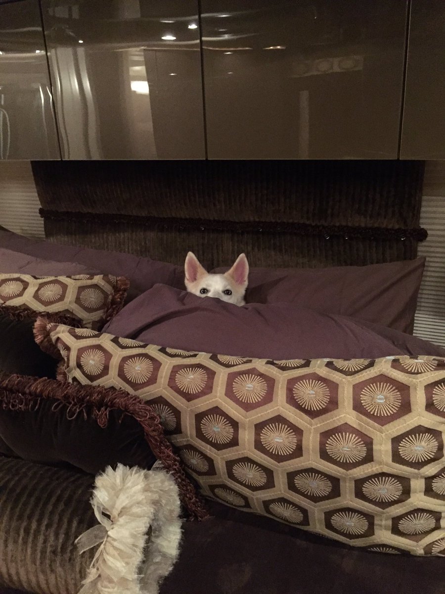 DallasStenhouse's tweet photo. Sure am glad race season started back love getting comfy in the bus bed #NASCAR https://t.co/5v1CCgzMRy