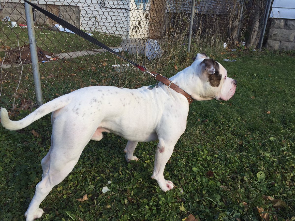 chicity1979's tweet photo. "kyane" #americanbulldog https://t.co/NSBgUijkDh