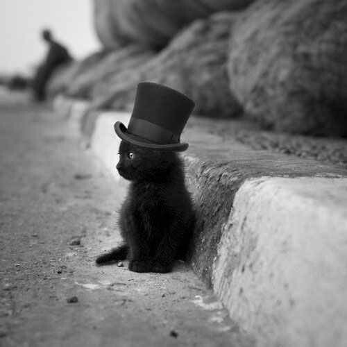 How cute is this little kitten wearing a black top hat? : )