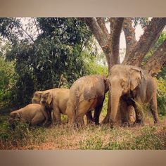 blesele: '#rescued from a lifetime of slavery & abuse #BLES #elephants #lovingfreedom #lovinglife #elephantparadise…
