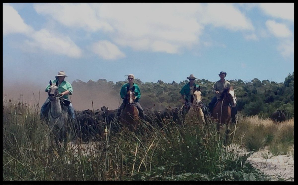 spectacular <a href="/robbinsisland/">Wagyu</a>  #wagyu cattle #muster #agchatoz 
#tas @abcnewsTas tonight <a href="/abclandline/">ABC Landline</a> Sunday noon