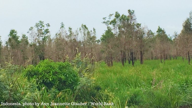 Profit of Burning Forest For Plantations Is Not Worth The Loss lestaripost.com/2016/02/profit…