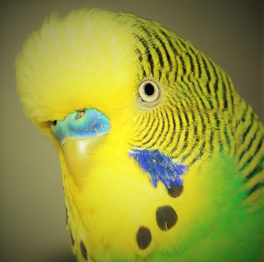 FrankPesas's tweet photo. #LifeExotic #Melopsittacusundulatus #Australiano #aves 
Periquito Australiano https://t.co/hFpn20TUFp