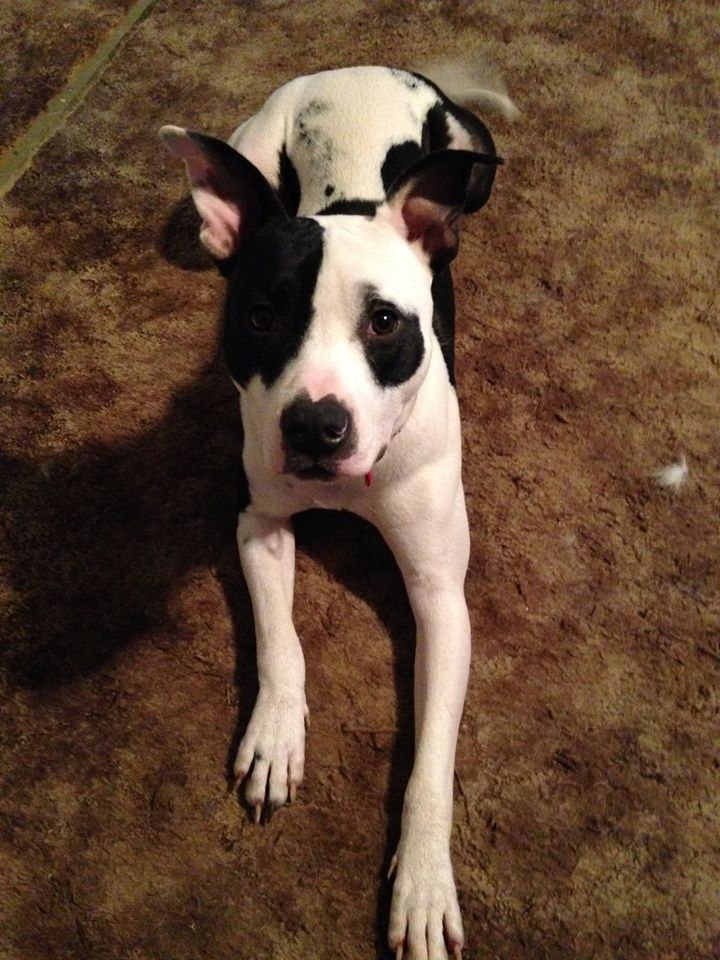 sunneeone_w's tweet photo. Meet Patch!  This great boy is available for adoption through @RPNC_rescue 
#adoptdontshop #fosteringisfun https://t.co/2n9fRYOttF