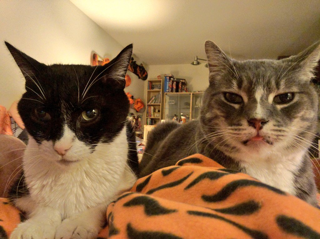 Guess_the_Cat's tweet photo. ugh, get back on your side @Magandaloaf https://t.co/phXzQkgVQt