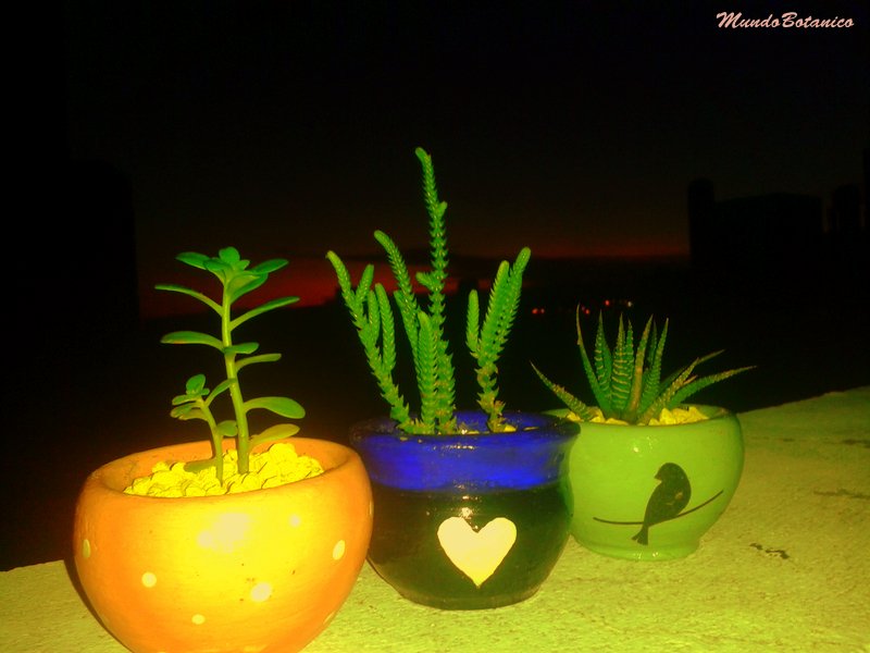 Mundo_Botanico's tweet photo. Hoola! Aqui estamos presentando nuestras facheras macetitas pintadas a mano con las mas hermosisimas plantitas!! https://t.co/6HSB7IV84D