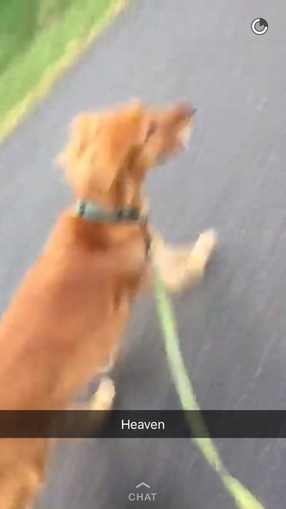 kjramming's tweet photo. When you and bae post matching snapstories running with puppers 👩‍❤️‍👩 https://t.co/6xfCQQa1xh