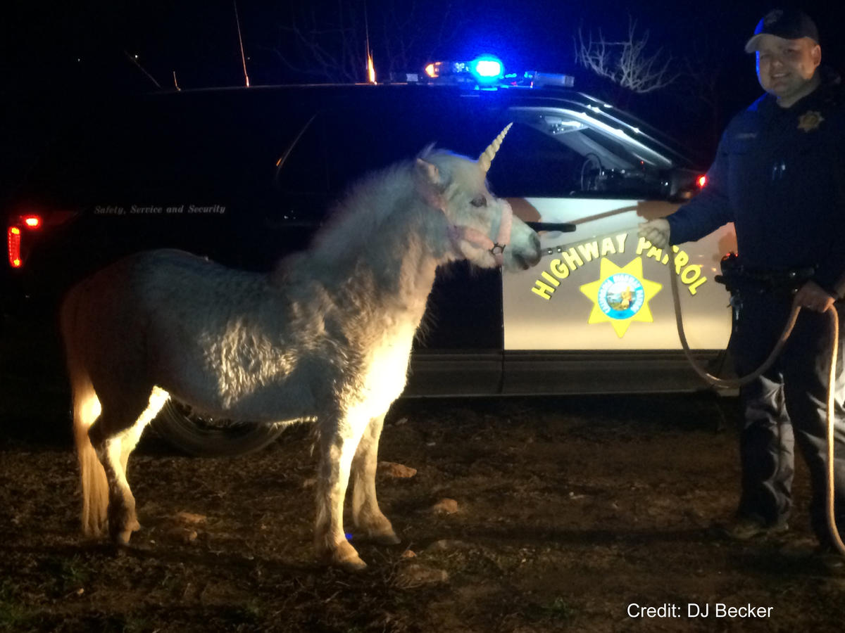 NBCLA's tweet photo. Escaped 'unicorn' tracked down by California authorities https://t.co/akQxfr7VdB https://t.co/fpBc8wZIO0