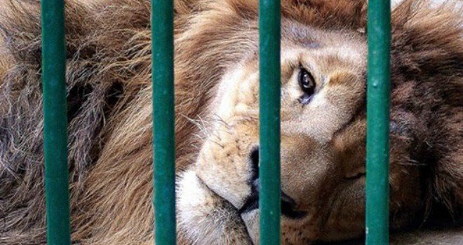 guardiacivil's tweet photo. Si en circos, ferias, o atracciones, observas animales que no están siendo bien atendidos, no lo dudes, #062, #112 https://t.co/JTEnZkQyJW