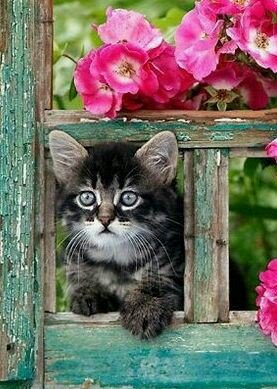 @akrivipol Happy Birthday dear Anna! This special day is filled with happiness, love and joy...Hugs!!!💕🌹🐱🎂🎈🌹🐱💕