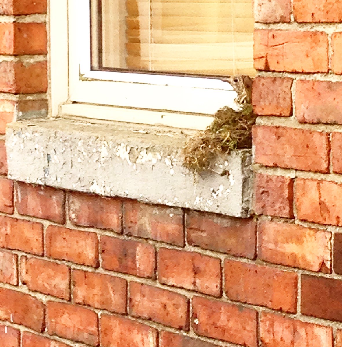 lauraxxt's tweet photo. Bird friend #nest #friend #eggs #nature #photography https://t.co/u1HHwD5PgZ