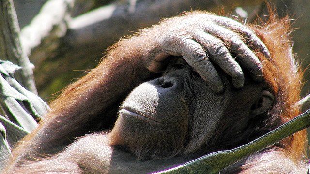 PanelStone's tweet image. Обезьянка взяла в руки палку для сэлфи и поняла, что сможет дальше зарабатывать без фотографа Валеры.