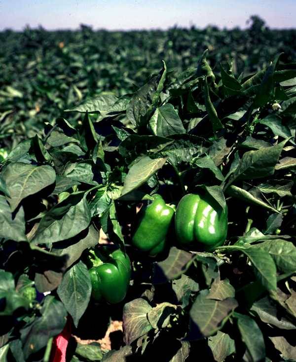 Saçak kök yapısı nedeniyle biber az ve sık su ister.