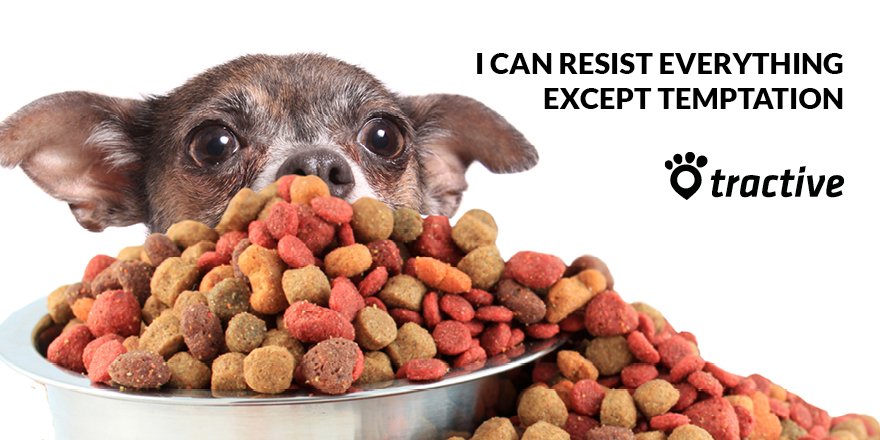 Tractive's tweet photo. Guess you all know the feeling... #temptaition #dogs #LoveFood #dogsoftwitter https://t.co/YBdrutT1ft