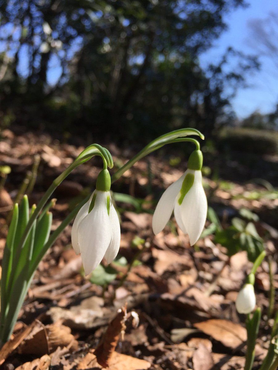 国営昭和記念公園 Sur Twitter スノードロップが咲いています この花の名前は雪 スノー と耳飾り ドロップ の意味で 雪の耳飾り と言われています 是非 自然のアクセサリーを探しに来てくださいね 昭和記念公園 Showakinenpark Flowers T Co