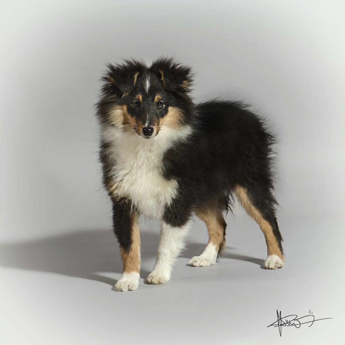 100operafoto's tweet photo. #petPhotography #Shetland #100Operafotigrafica https://t.co/pji70pGHRu